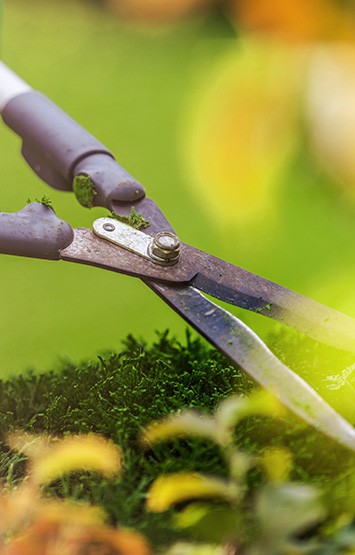 Shrubs Trimming Using Large Professional Garden Scissors